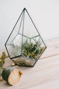 Tillandsia in a glass florarium. Beautiful tropical plants in the florarium. Vertical image.