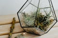 Tillandsia in a glass florarium. Beautiful tropical plants in the florarium. Vertical image