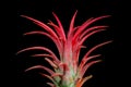 Tillandsia ionantha red plant