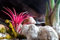 Tillandsia ionantha red plant Royalty Free Stock Photo