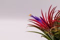 Tillandsia on isolate white background. Tillandsia plant commonly known as Airplants.