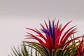 Tillandsia on isolate white background. Tillandsia plant commonly known as Airplants.