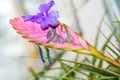 Tillandsia Lindenii, Bromeliaceae,  Threatened Worldwide Royalty Free Stock Photo