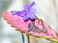 Tillandsia Lindenii, Bromeliaceae Royalty Free Stock Photo