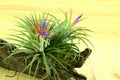 Tillandsia on pine wood background.