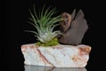 Tillandsia plant on the rock with piece of wood