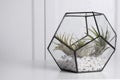 Tillandsia plants in florarium on white table, space for text. House decor Royalty Free Stock Photo