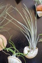 Tillandsia plants Royalty Free Stock Photo