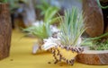 Tillandsia plants Royalty Free Stock Photo