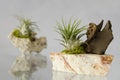 Tillandsia plants and rocks