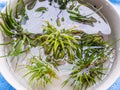 Tillandsia plants, watering by soaking or dunking in a bowl of water.