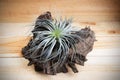 Tillandsia with stump on wooden background.