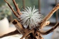 Tillandsia tectorum Royalty Free Stock Photo