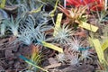 Tillandsia, tropical air plants in a spring fair