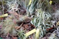 Tillandsia, tropical air plants with tag name