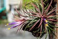 Tillandsia