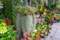 Tillandsia usneiformes in a coconut and an orchid in a composition on the counter of a garden market Royalty Free Stock Photo