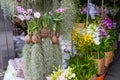 Tillandsia usneiformes in a coconut and an orchid in a composition on the counter of a garden market Royalty Free Stock Photo