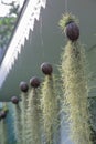 Tillandsia usneoides garden by spanish moss