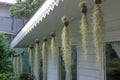 Tillandsia usneoides garden by spanish moss