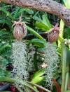 Tillandsia Usneoides Ornamental Plants or Spanish Moss