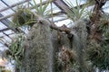 Tillandsia usneoides plant. Hanging epiphytic Spanish moss and other bromeliads on tree trunk
