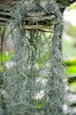 Tillandsia usneoides plants Royalty Free Stock Photo