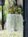 Tillandsia usneoides or Spanish moss.