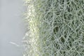 Tillandsia usneoides ,Spanish moss or BROMELIACEAE Royalty Free Stock Photo