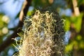 Tillandsia usneoides ,Spanish moss or BROMELIACEAE Royalty Free Stock Photo