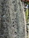 Tillandsia usneoides or Spanish moss, selective focus Royalty Free Stock Photo