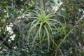 Tillandsia utriculata known as Spreading air plant or giant airplant