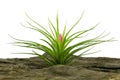 Tillandsia on white background.