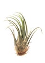 Tillandsia on a white background