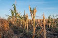 Tilled field with rows of cut stubble of corn after cutting