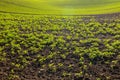 Tilled soil with fresh green sprouting plants and selective focus. Royalty Free Stock Photo