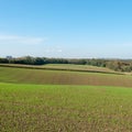 Tilled soil with fresh green sprouting plants and selective focus. Royalty Free Stock Photo