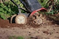 Tiller in action digging and spewing dirt and soil