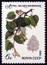 Tillet Tilia cordata, the series `Protected trees and shrubs`, circa 1980