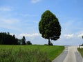 lime tree in the countryside with blue sky