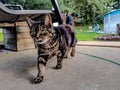 Cat walking Royalty Free Stock Photo