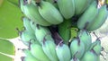 Tilt down green banana