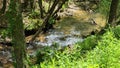 tilt footage of a flowing river surrounded by rocks and lush green trees and plants at Amicalola Falls State Park in Dawsonville