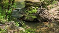 tilt footage of a flowing river surrounded by rocks and lush green trees and plants at Amicalola Falls State Park in Dawsonville