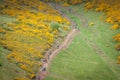 Tilt shift effect of walkers in the middle of an expanse of yellow flowers