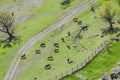 Tilt shift landscape meadow cows grazing village road view with