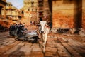 Tilt shift lens - Cow on street in India. Constitution of India mandates the protection of cows. Rajasthan, India. Jaisalmer Fort Royalty Free Stock Photo