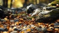Tilt-shift Rock Bed With Fallen Leaves - Uhd Image