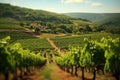 tilt-shift shot of a sunlit vineyard with rows of grapevines