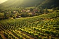 tilt-shift shot of a sunlit vineyard with rows of grapevines